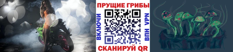 Купить закладки  Сунжа  Псилоцибиновые грибы Magic Shrooms 